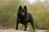 SCHIPPERKE 828